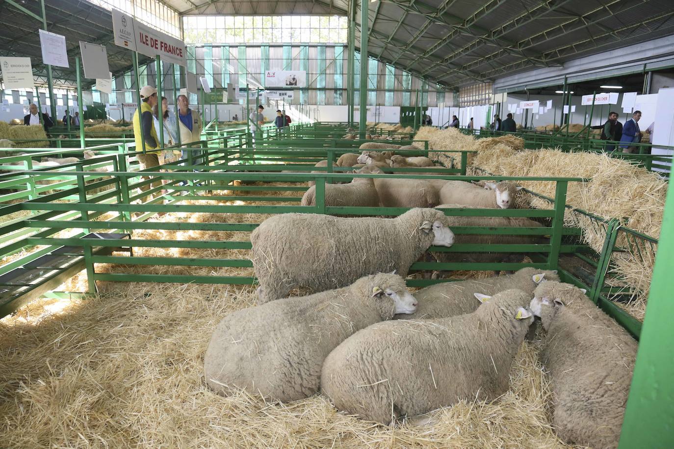 Fotos: Imágenes del primer día de la Feria Internacional Ganadera de Zafra