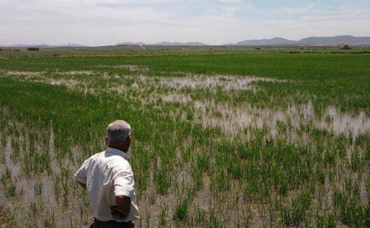 Convalidadas las ayudas de 19 millones al arroz y maíz en Extremadura