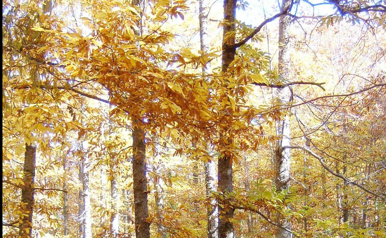 Bosque del Valle del Ambroz en otoño. 