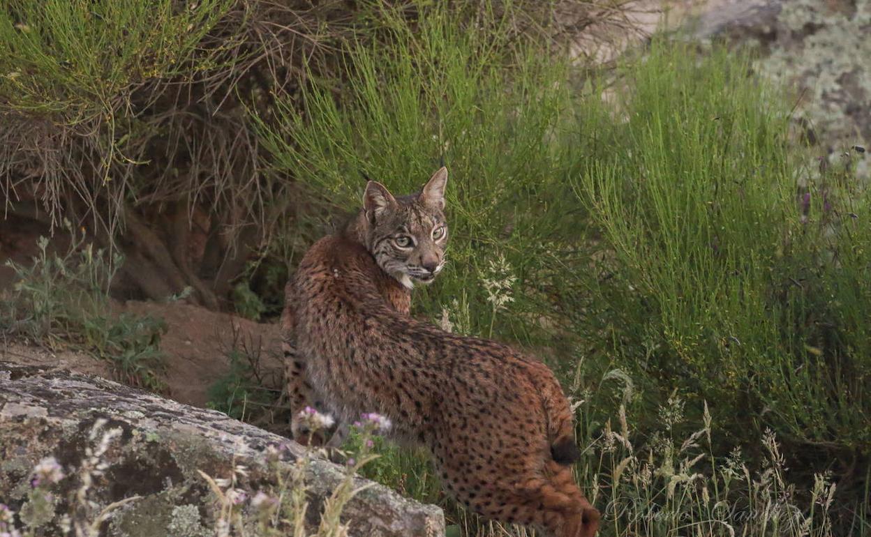 Ejemplar de lince ibérico avistado en Cornalvo.