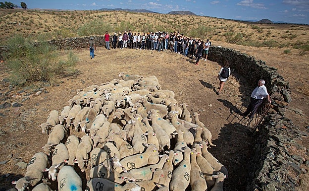 Al final los pastores mostraron sus habilidades con los rebaños. 