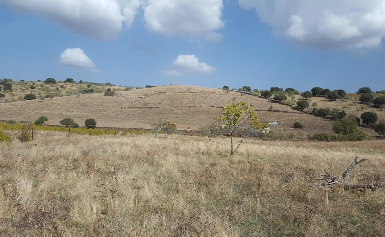 Parte del terreno en Salvatierra, desde la carretera de Burguillos, que ocuparía la planta de residuos planteada. / 