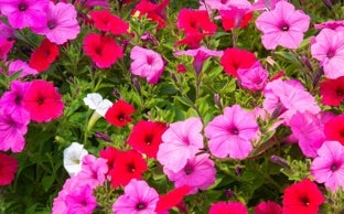 Petunias