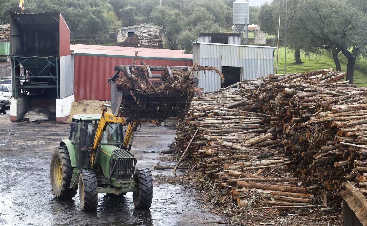 Empresa de carbón vegetal de Zahínos, uno de los principales sectores de actividad de la localidad. 