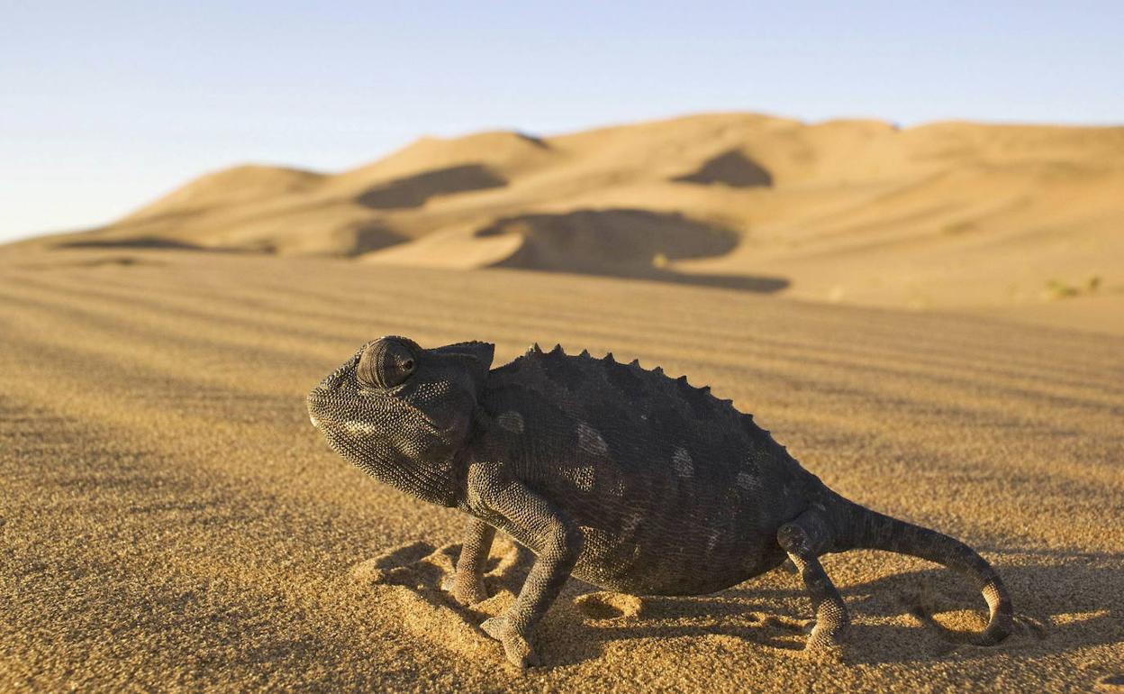 Añoranza de lo auténtico