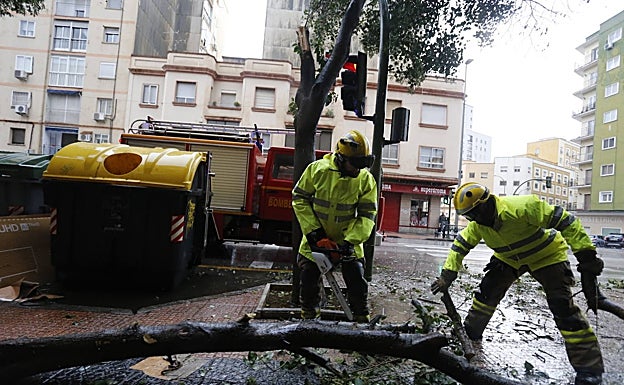 Los bomberos retiran una rama que ha tirado el viendo en Cáceres. 