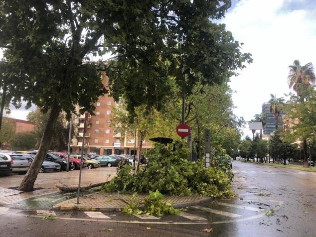 Rama sobre el acerado en Sinforiano Madroñero