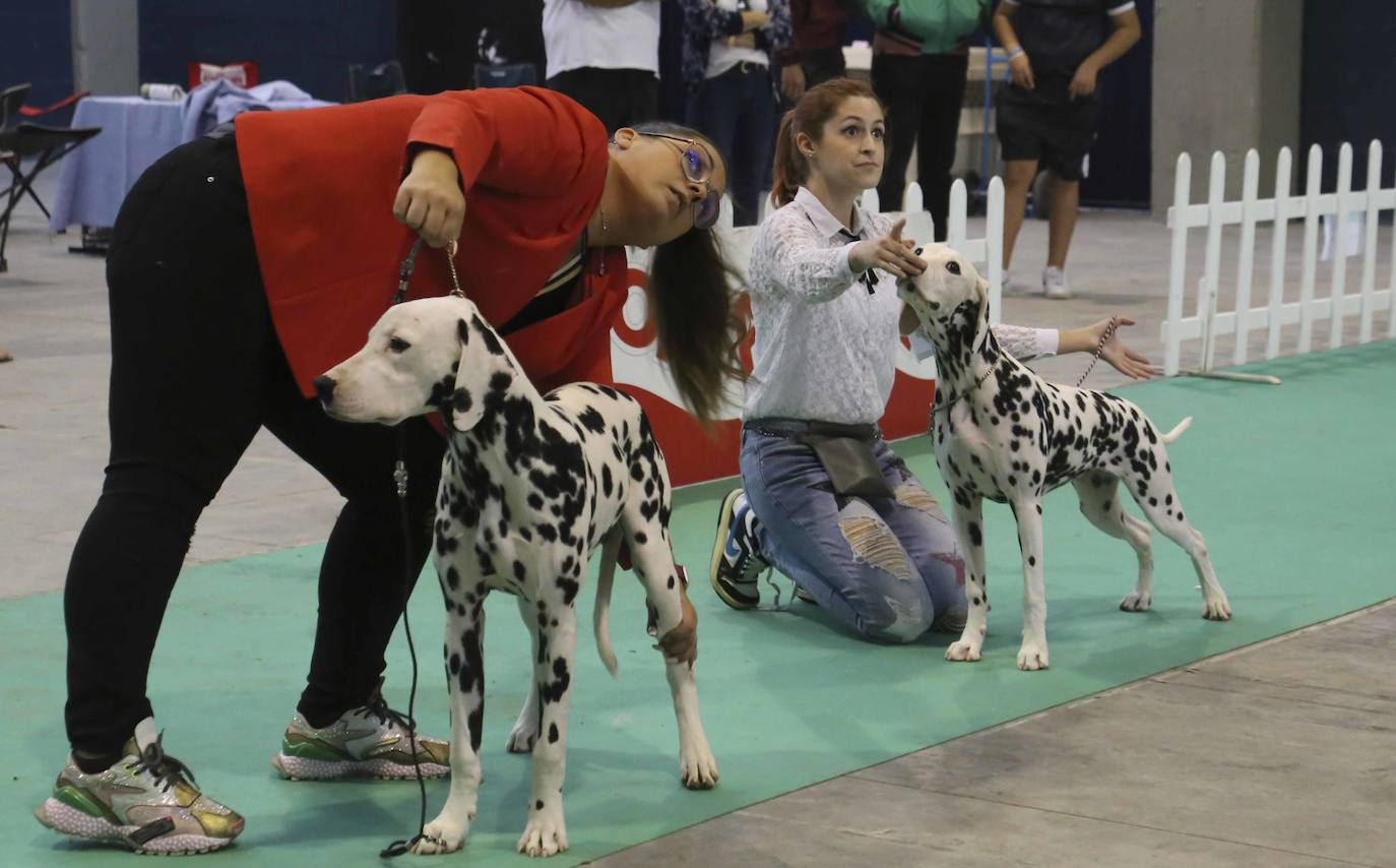 Fotos: Mérida acoge una exposición nacional canina