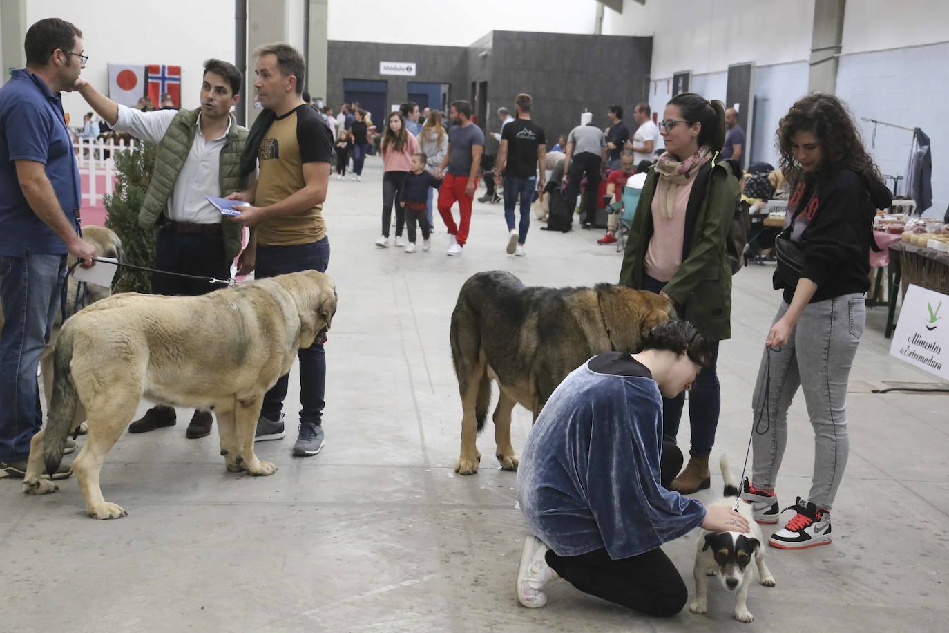 Fotos: Mérida acoge una exposición nacional canina