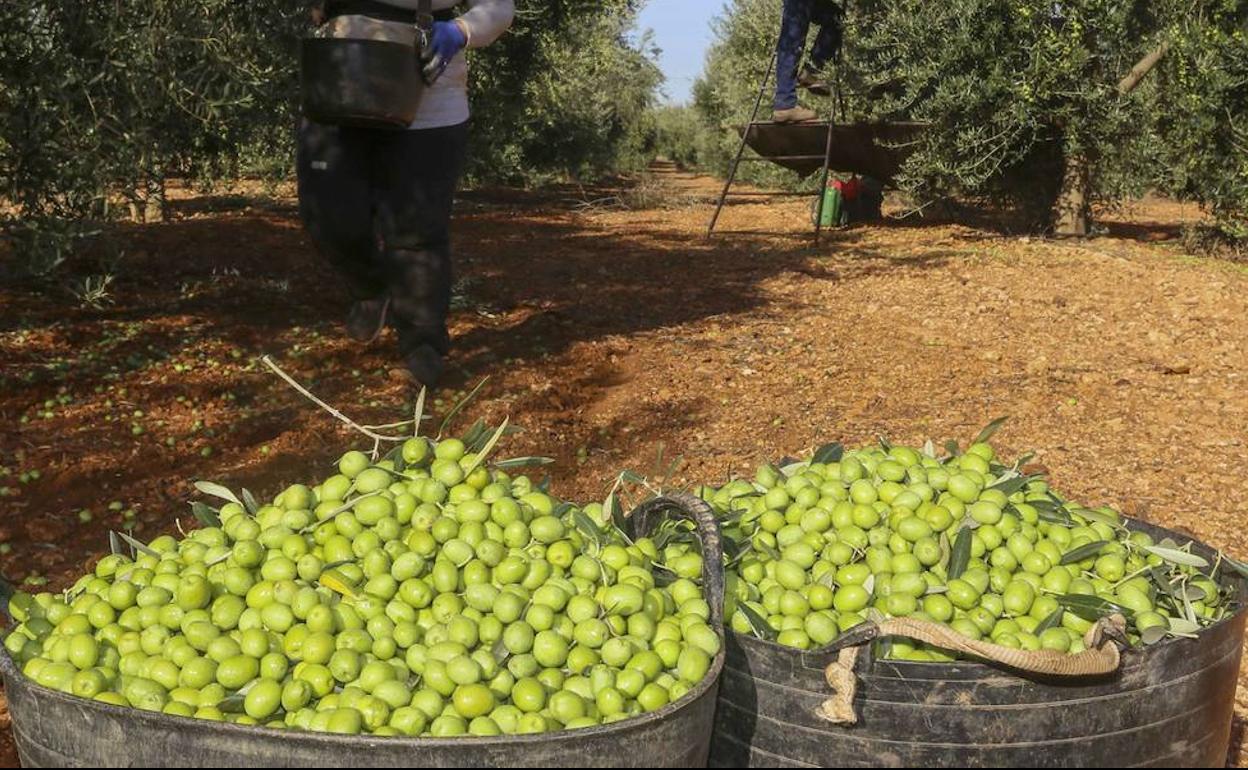 Afilados dientes de sierra para el aceite de oliva