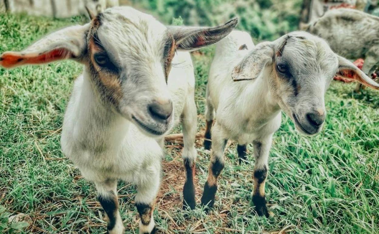 La IGP Cabrito de Extremadura se presenta en sociedad