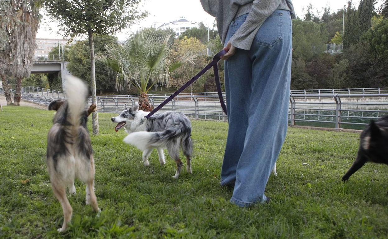 Imagen del perros paseando en el parque del Rodeo, donde se han hallado variedades de setas tóxicas. 