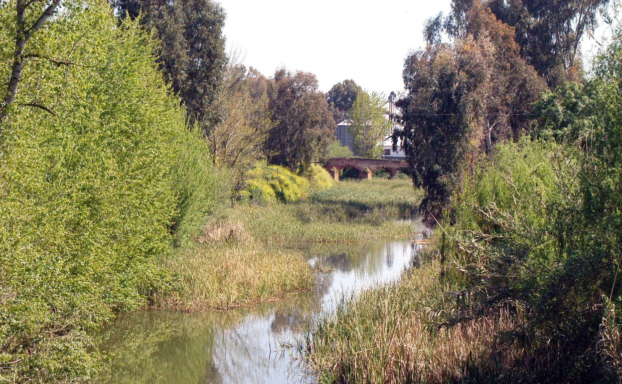 Imagen de archivo del cauce del arroyo de los Limonetes a su paso por Talavera la Real.