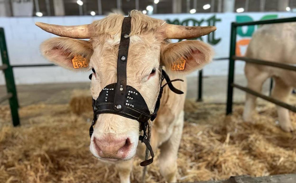 Imagen de la inauguración de la XXXVIII Feria Agroganadera y VI Salón de la carne de calidad de Trujillo.