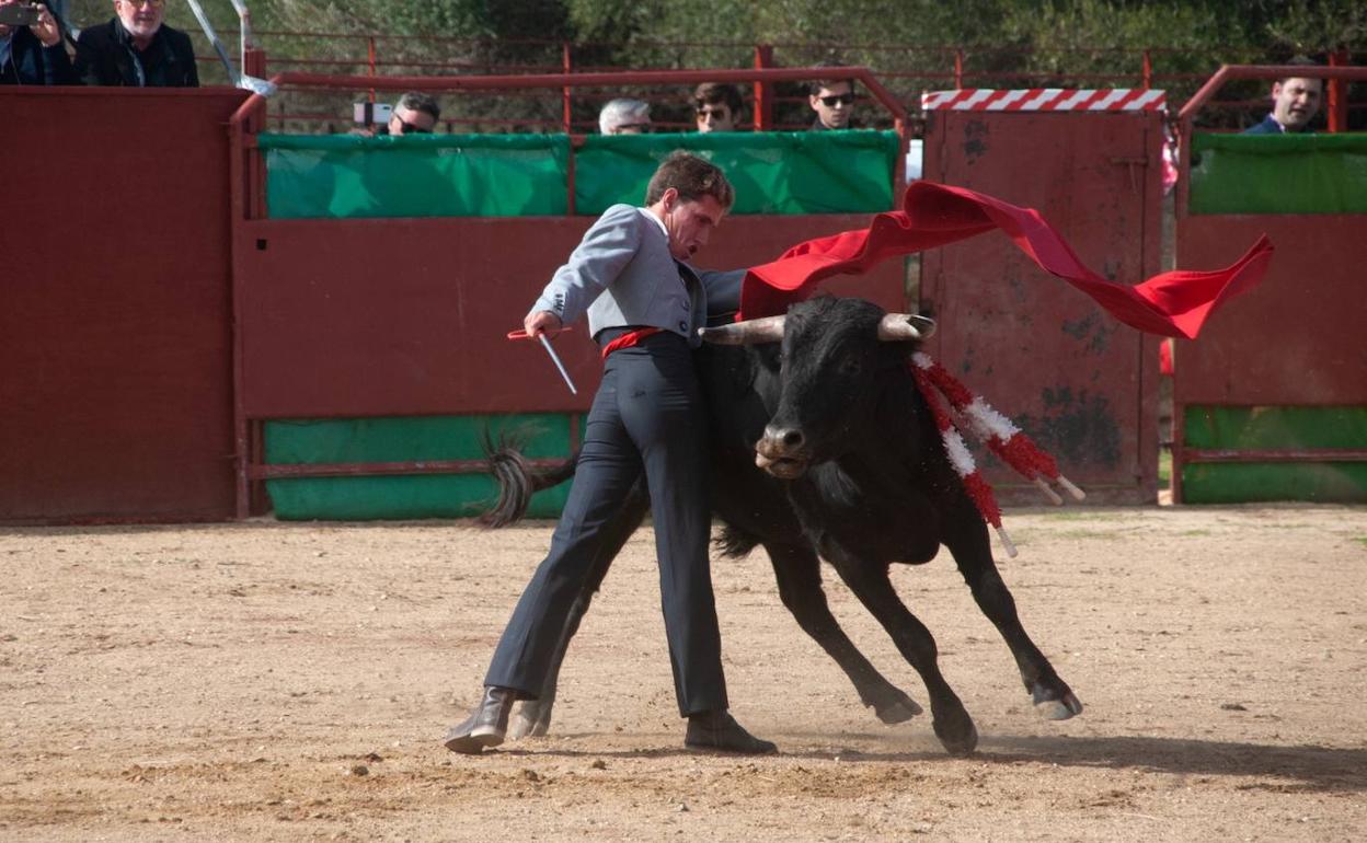 Pase de pecho de Pedro Herrera a su novillo. 
