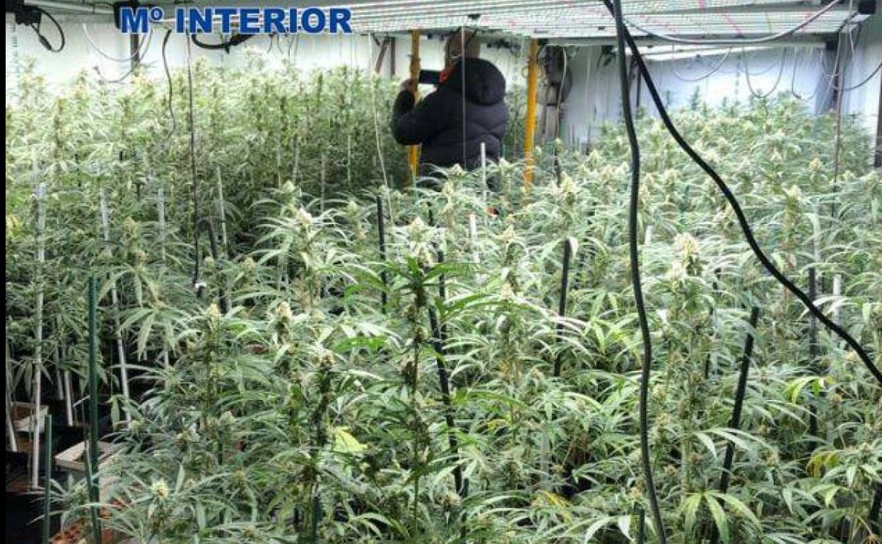 Desmantelada una plantación de marihuana en una nave de Plasencia