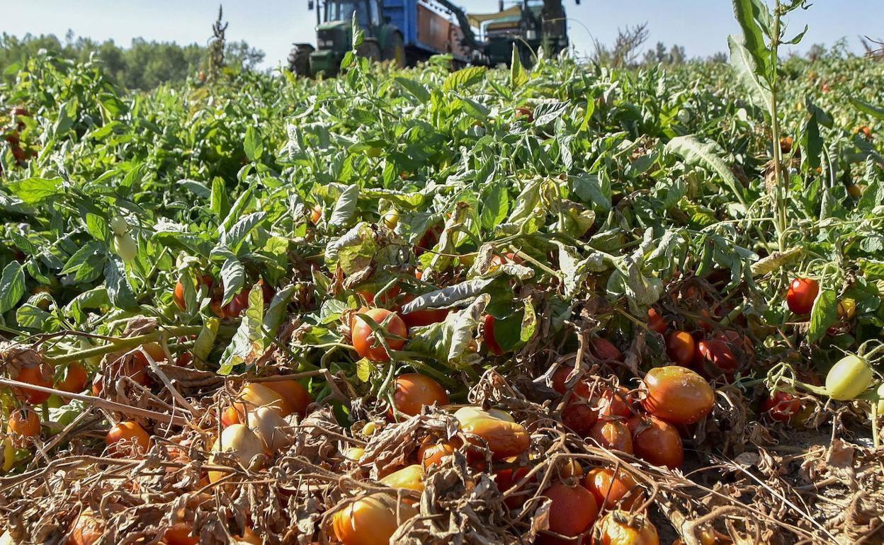 Desde la Junta calculan que se beneficiarán unos 700 agricultores de la zona.