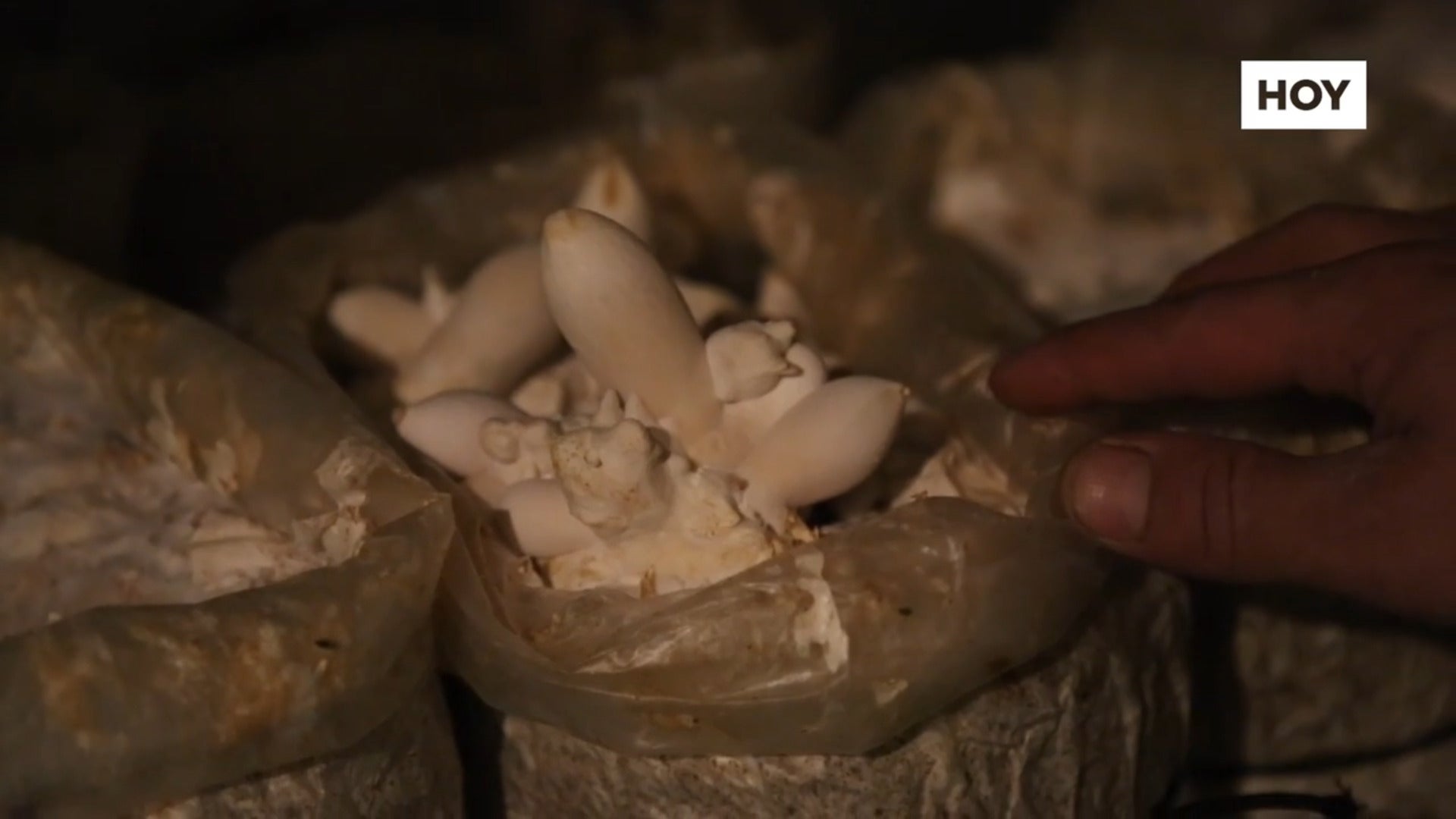 ​Las setas no son solo para otoño ​