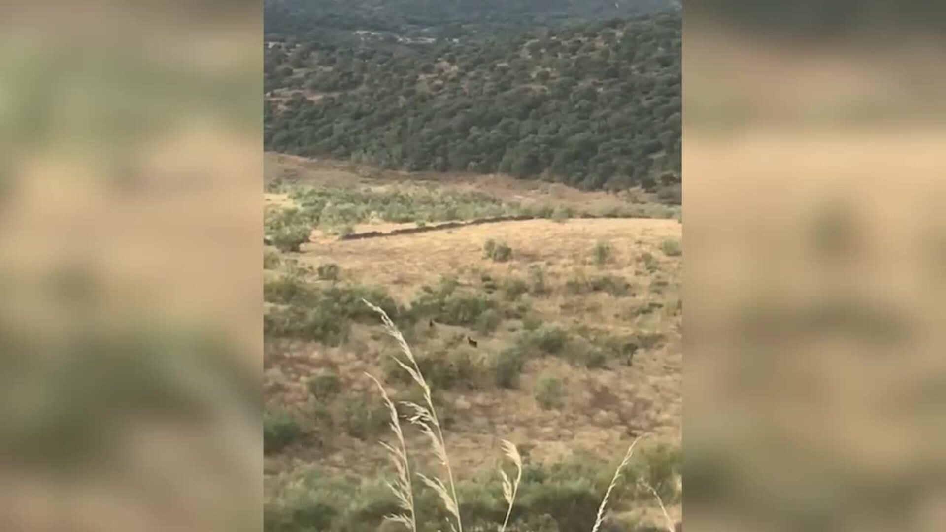 Avistamiento de un lobo en la zona de Alcántara