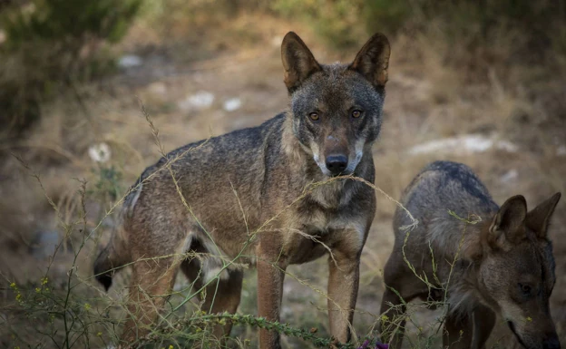 Diez lobos viven en áreas de Extremadura próximas a Ávila y Portugal,  estima la Junta 