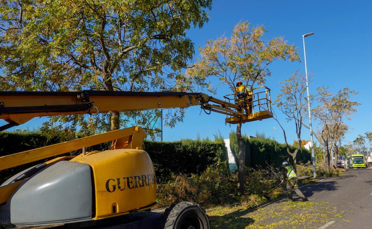 Los trabajos de poda han comenzado ya por Las Vaguadas. 