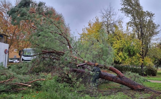 Pino caído por el temporal en la zona ajardinada del valle del Albarregas. 