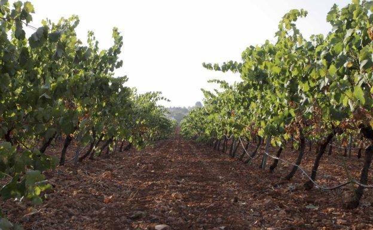 Plantación de viñedo de cava en Almendralejo.