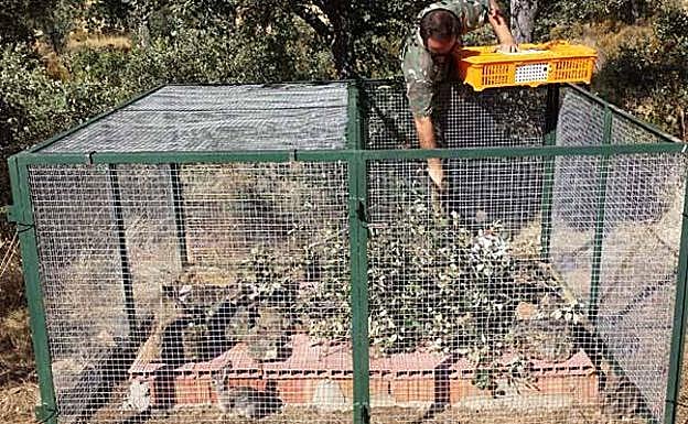 El conejo de campo es una de esas especies. 