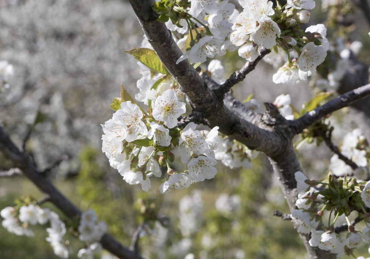 Esta es la programación del Cerezo en Flor 2023