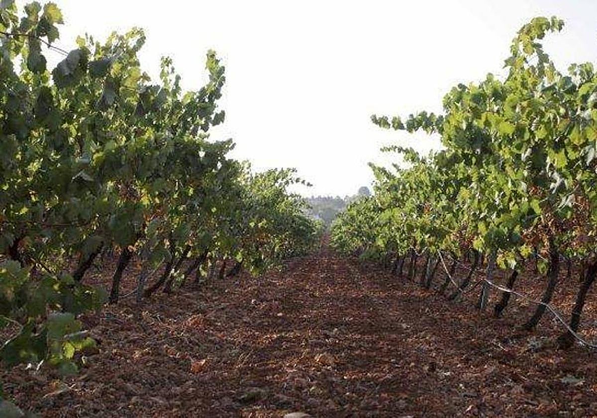 Cultivos de uva para cava en Almendralejo.