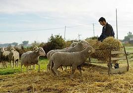Extremadura incorpora en los últimos cuatro años a 1.459 jóvenes al sector agrario