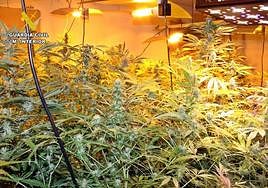 Desmantelan en una finca de Mérida una plantación de marihuana enganchada ilegalmente a la luz