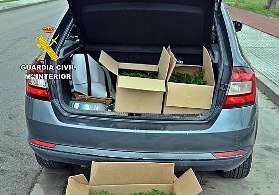 Interceptan un vehículo con 287 plantones de marihuana cuyo conductor dio positivo en drogas