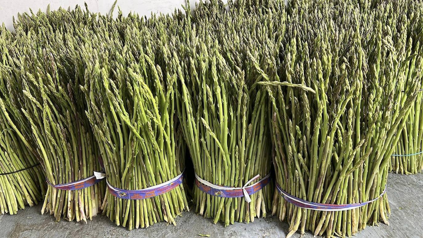 Manojos de espárragos recolectados para la Feria.