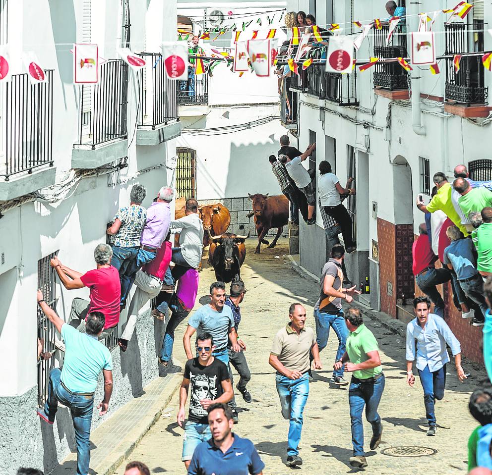 El ganado recorre las calles de la localidad hasta llegar a la plaza.