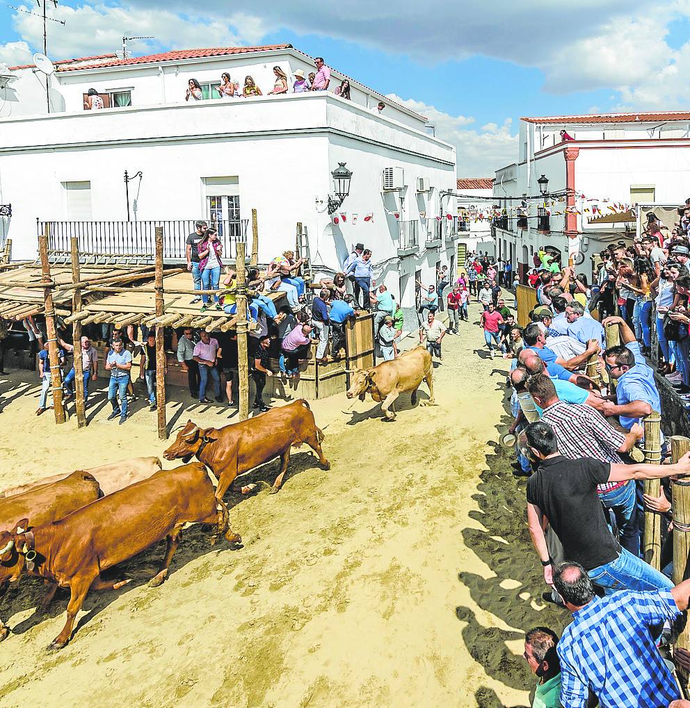 Llegada de los animales a la plaza, que se convierte en coso taurino.