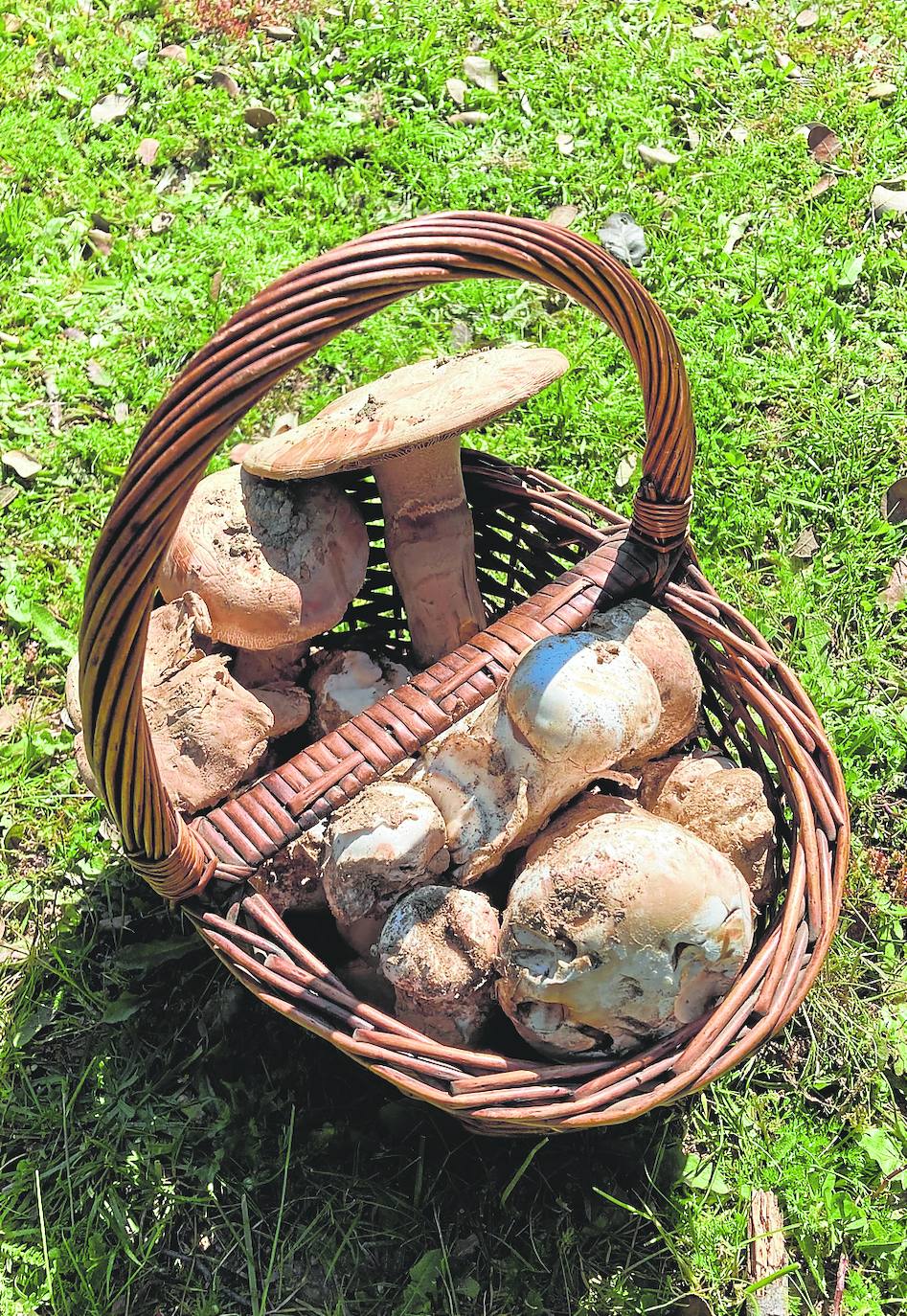 Gurumelos recolectados en una de las salidas al campo.