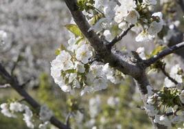 La floración de los cerezos en el Valle del Jerte ha empezado. ¿Hasta cuándo durará?