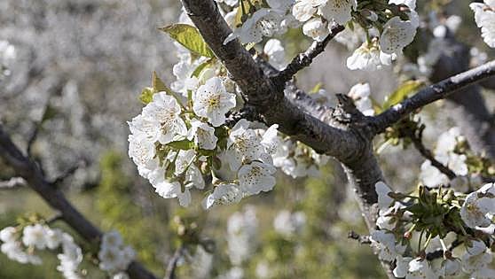 La floración de los cerezos en el Valle del Jerte ha empezado. ¿Hasta cuándo durará?
