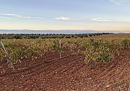 Más de 6.000 extremeños registran solicitudes de la PAC