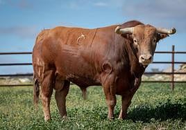 Estos son los toros que se lidiarán el sábado en la goyesca de Almendralejo