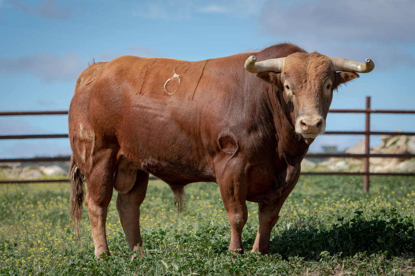 Estos son los toros que se lidiarán el sábado en la goyesca de Almendralejo