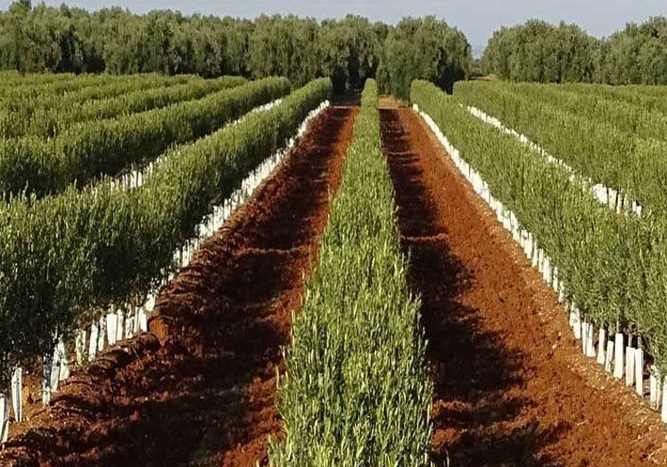 Olivar superintensivo en Extremadura.