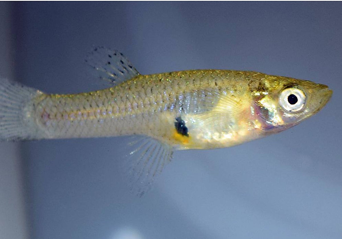 Eliseo de Buen y el pez que desde Extremadura invadió medio mundo