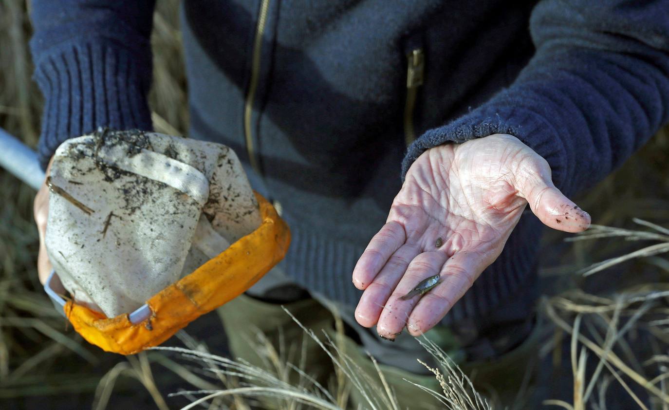La gambusia es un pez pequeño, la hembra mide 8 centímetros y el macho la mitad. Desde Cáceres se propagó hasta Rusia.