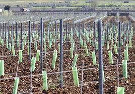 Parcela recién plantada con olivar en superintensivo que antes ocupaba frutales en las cercanías de Calamonte, al lado de Mérida.