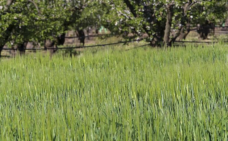 Imagen - Cebada plantada donde antes había melocotoneros.