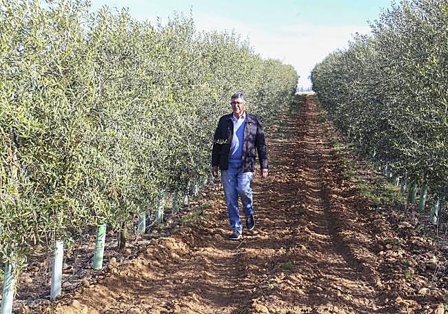 Francisco Gajardo camina junto a un olivar de riego.