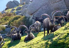 Un grupo de machos de cabra montés, en la Reserva de caza La Sierra