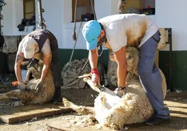 Dos esquiladores uruguayos hace dos años en una explotación de La Coronada, en la comarca de La Serena.